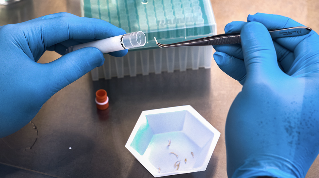 Researcher in gloves using tweezers to place material in test tube